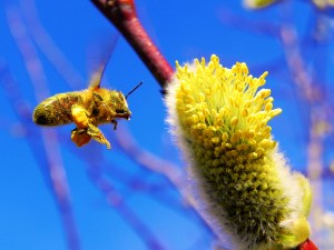 Bee's make great honey