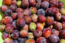 So many plums
