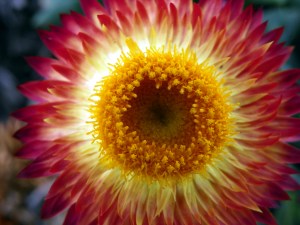 Crystal Hops Kinda Smell Like A Flower To Me