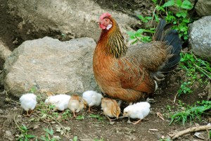 hen